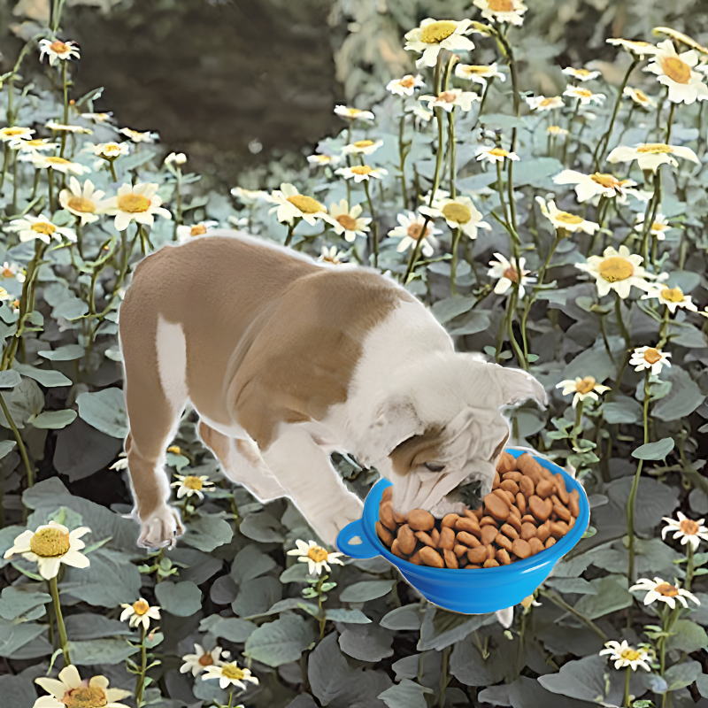 Collapsible Silicone Pet Travel Bowl for Food and Water - Image 4